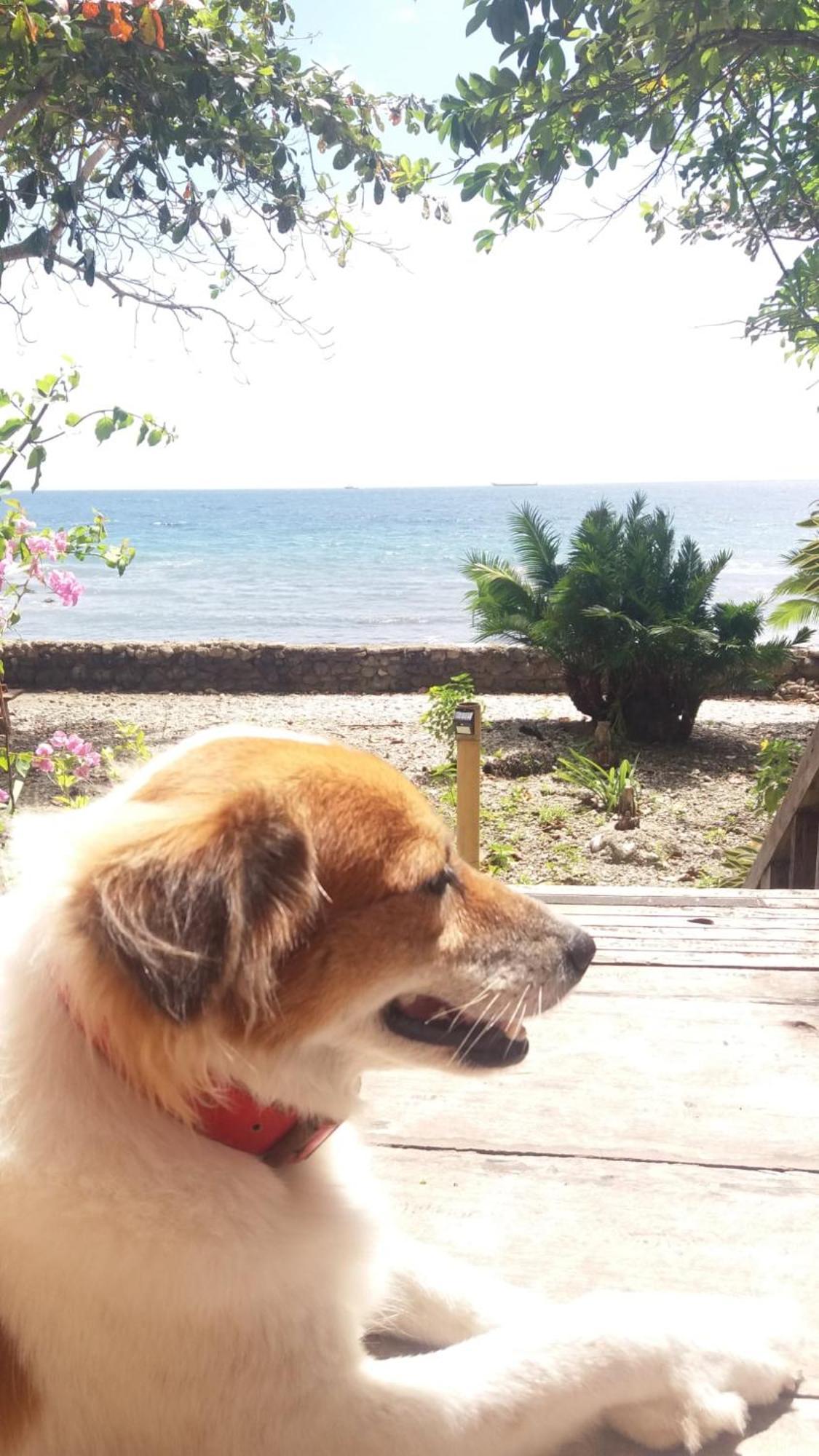 Paseo Del Mar Seaside Inn Jagna Luaran gambar